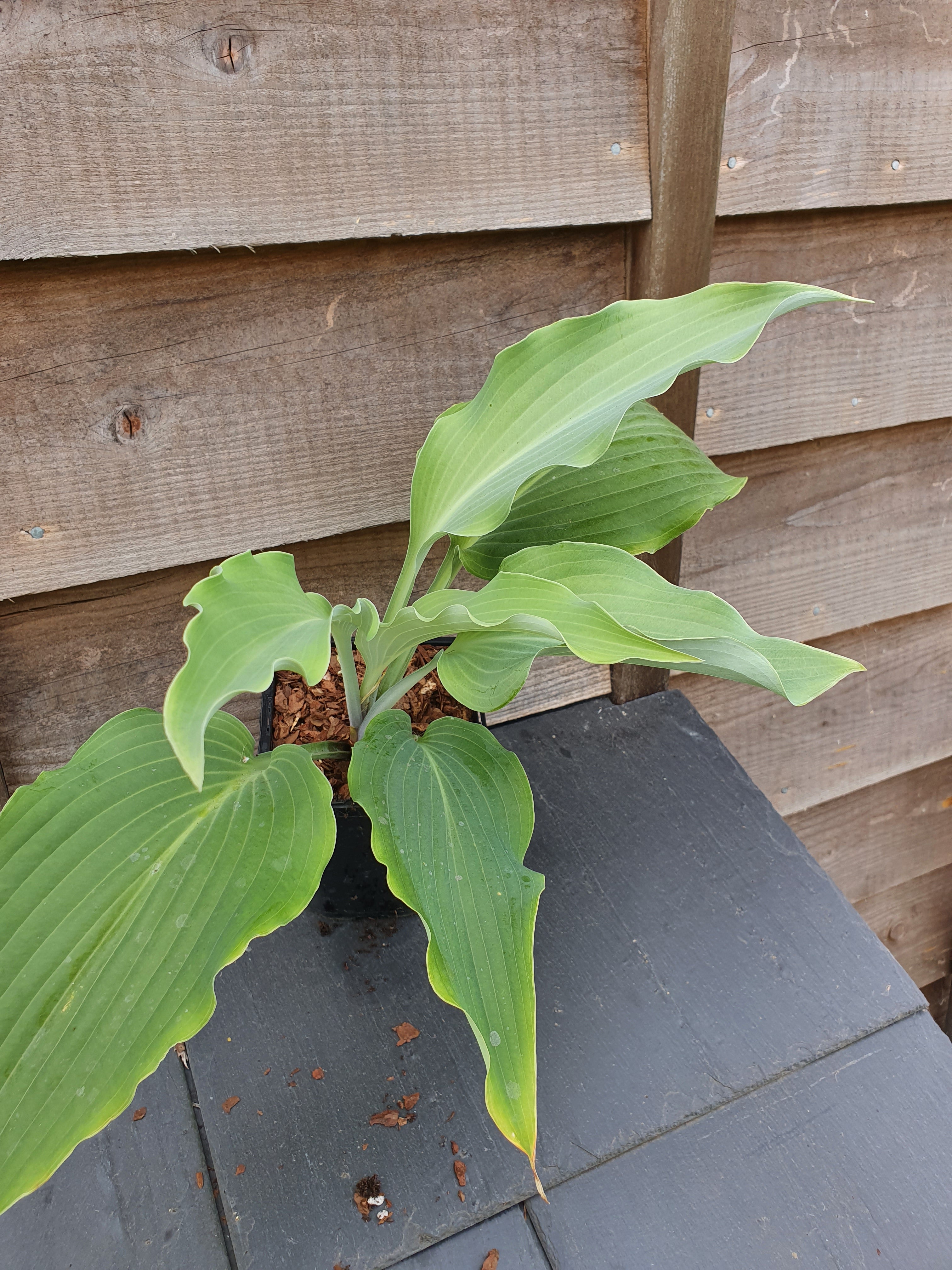 Hosta 'Cutting Edge' - New Forest Hostas & Hemerocallis