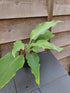 Hosta 'Cutting Edge' - New Forest Hostas & Hemerocallis