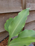 Hosta 'Cutting Edge' - New Forest Hostas & Hemerocallis