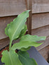 Hosta 'Cutting Edge' - New Forest Hostas & Hemerocallis