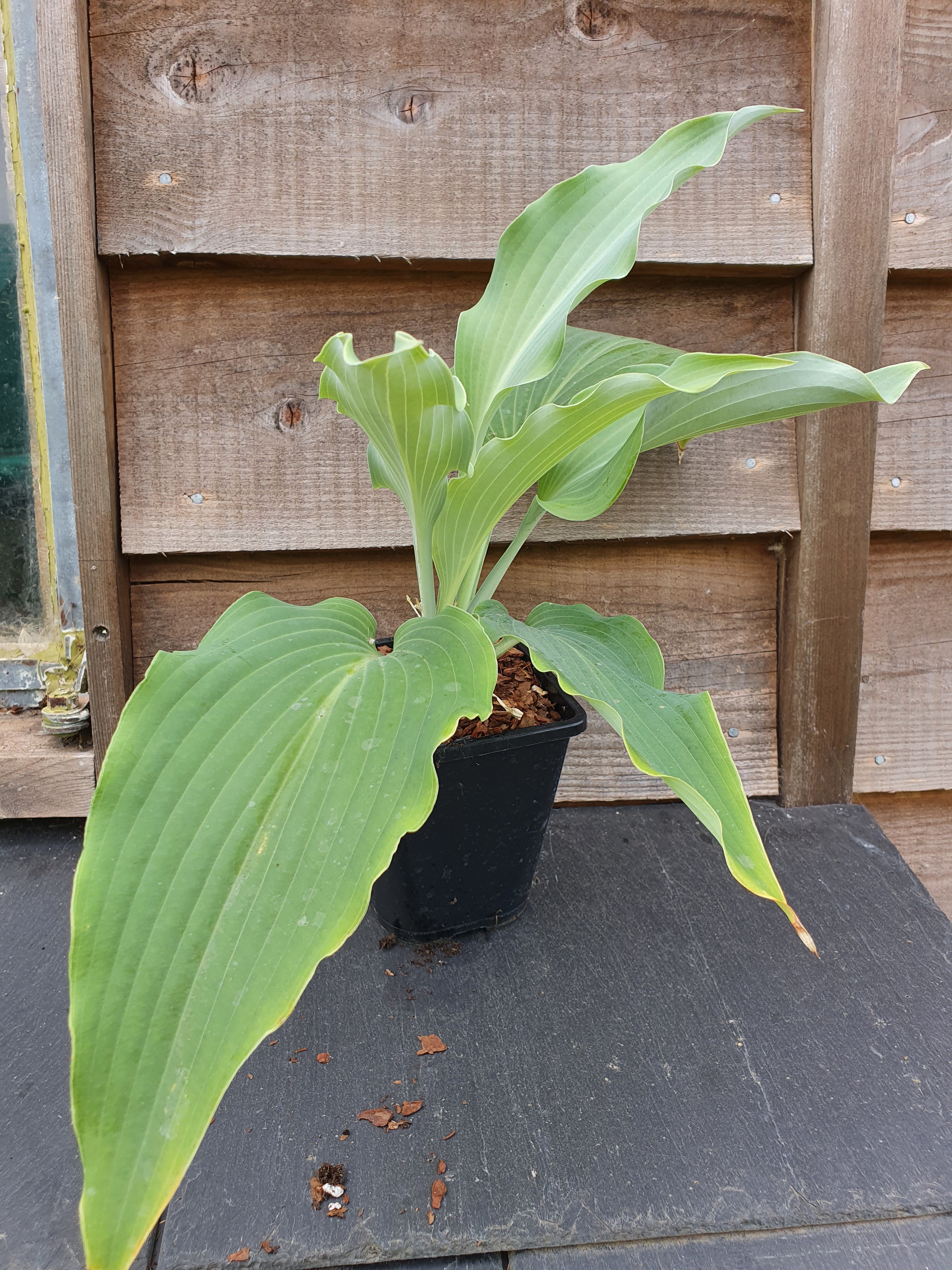Hosta 'Cutting Edge' - New Forest Hostas & Hemerocallis