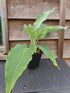 Hosta 'Cutting Edge' - New Forest Hostas & Hemerocallis