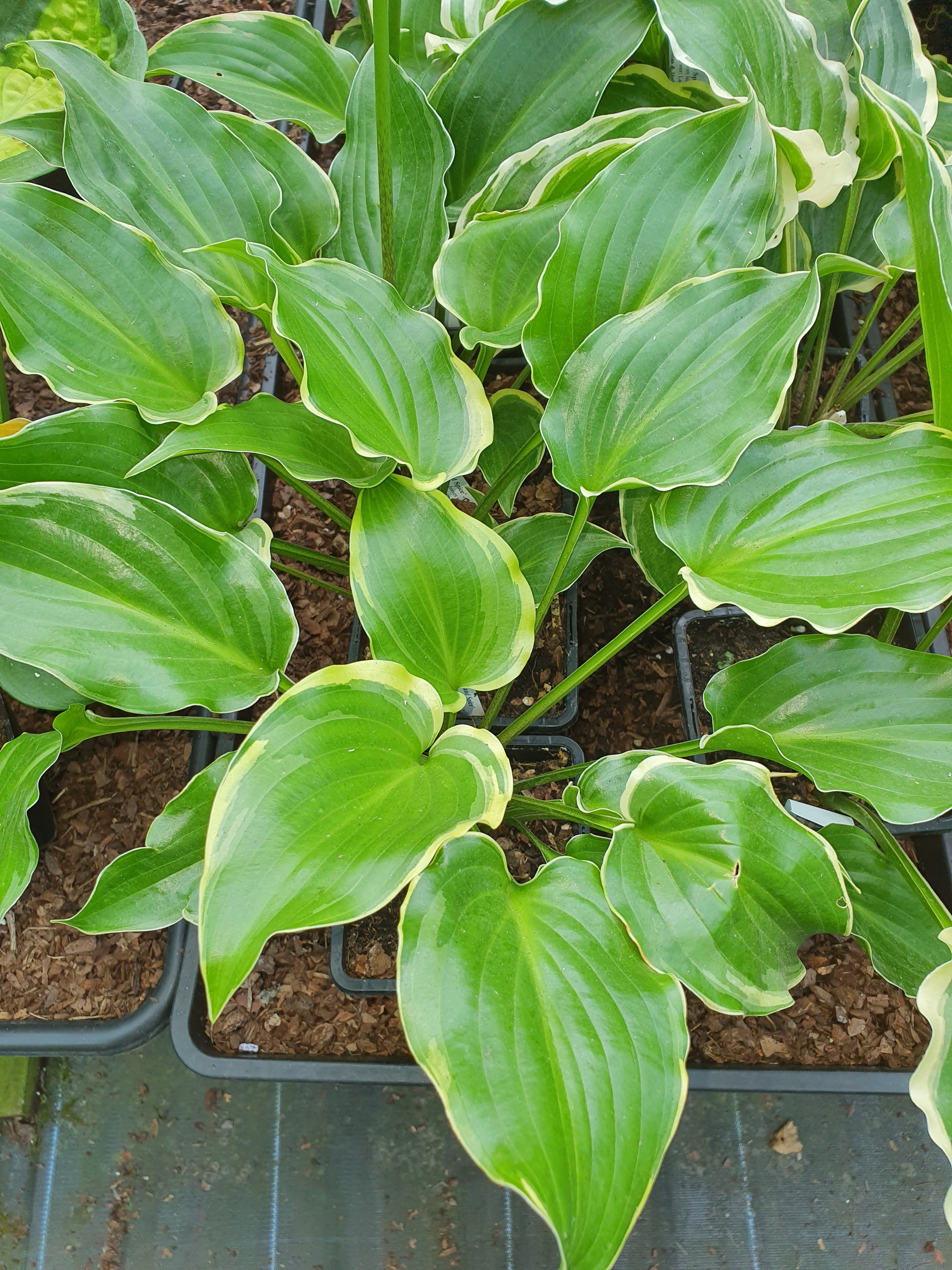 Hosta 'Sugar and Spice' - New Forest Hostas & Hemerocallis