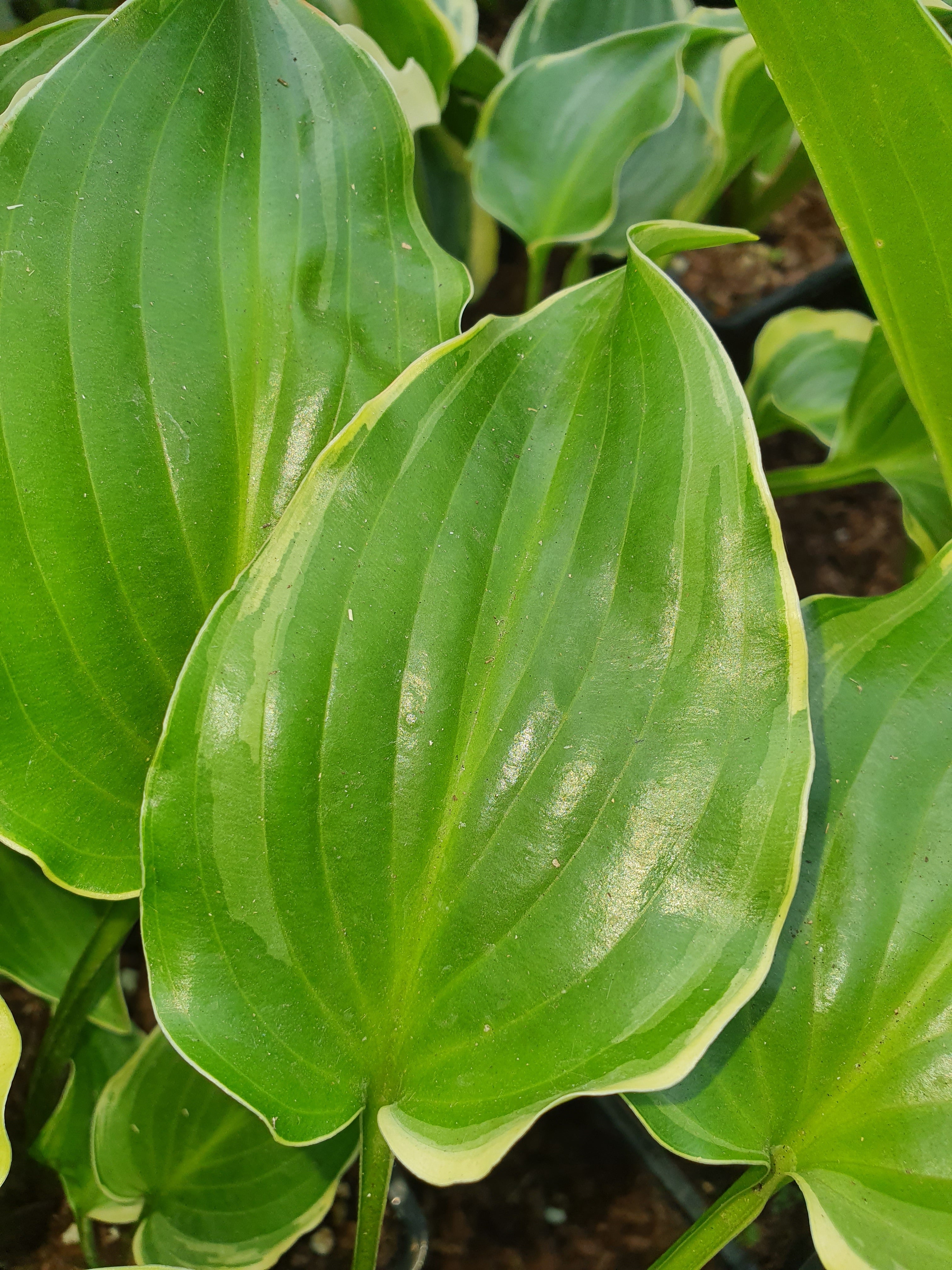 Hosta 'Sugar and Spice' - New Forest Hostas & Hemerocallis