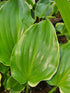 Hosta 'Sugar and Spice' - New Forest Hostas & Hemerocallis