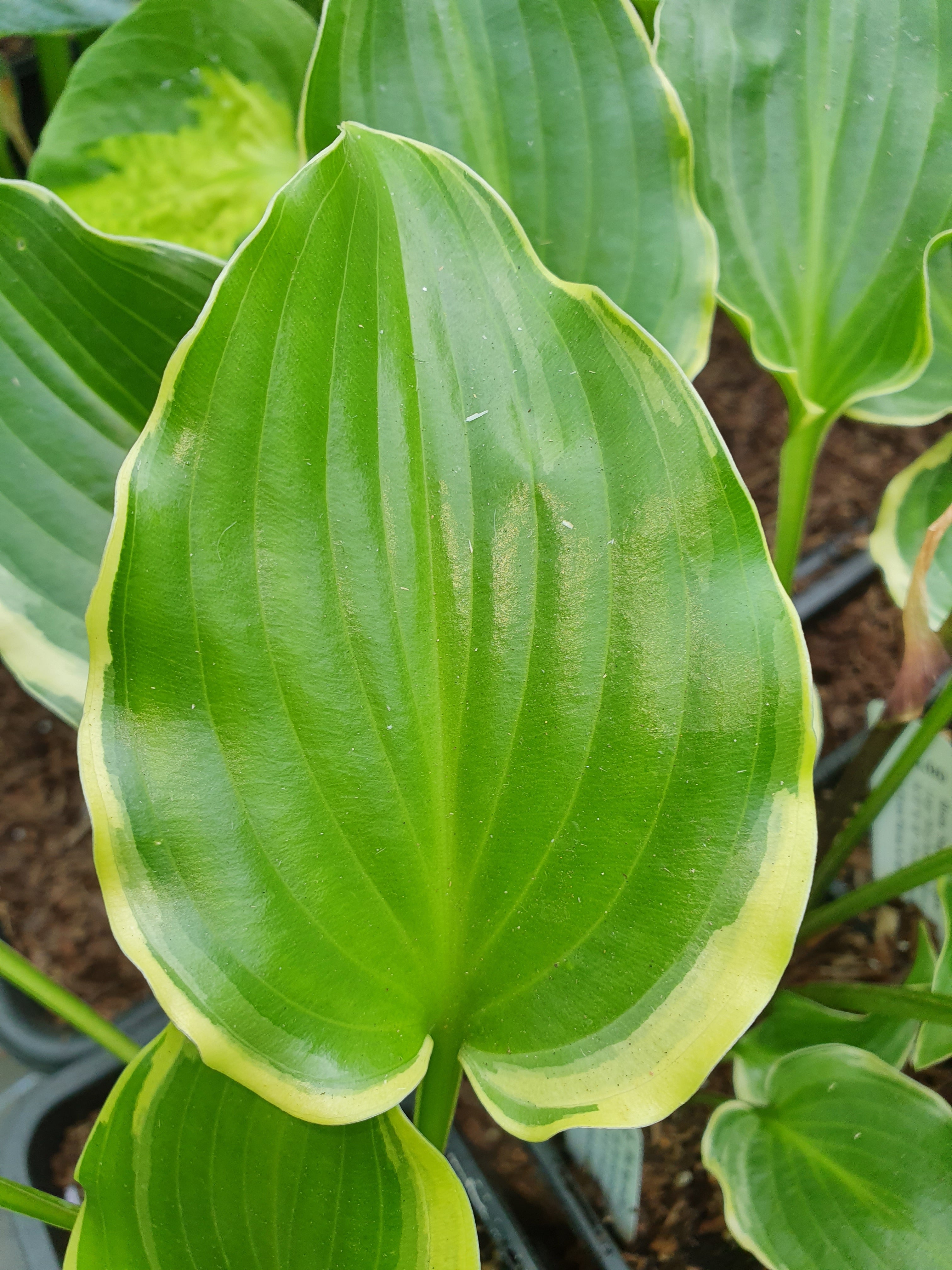 Hosta 'Sugar and Spice' - New Forest Hostas & Hemerocallis