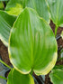 Hosta 'Sugar and Spice' - New Forest Hostas & Hemerocallis