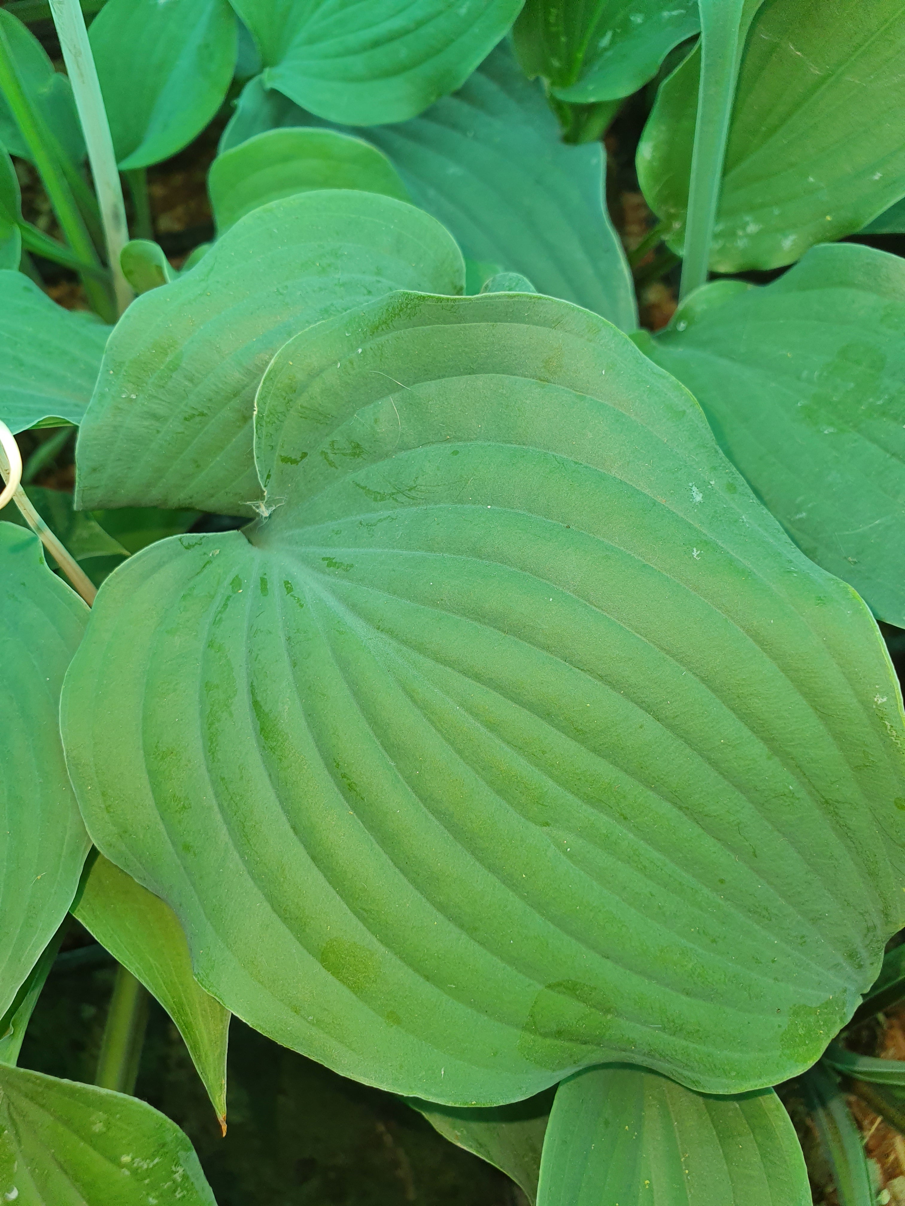 Hosta 'Reptillian - New Forest Hostas & Hemerocallis