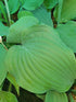 Hosta 'Reptillian - New Forest Hostas & Hemerocallis