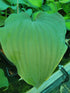Hosta 'Reptillian - New Forest Hostas & Hemerocallis