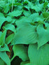Hosta 'Reptillian - New Forest Hostas & Hemerocallis