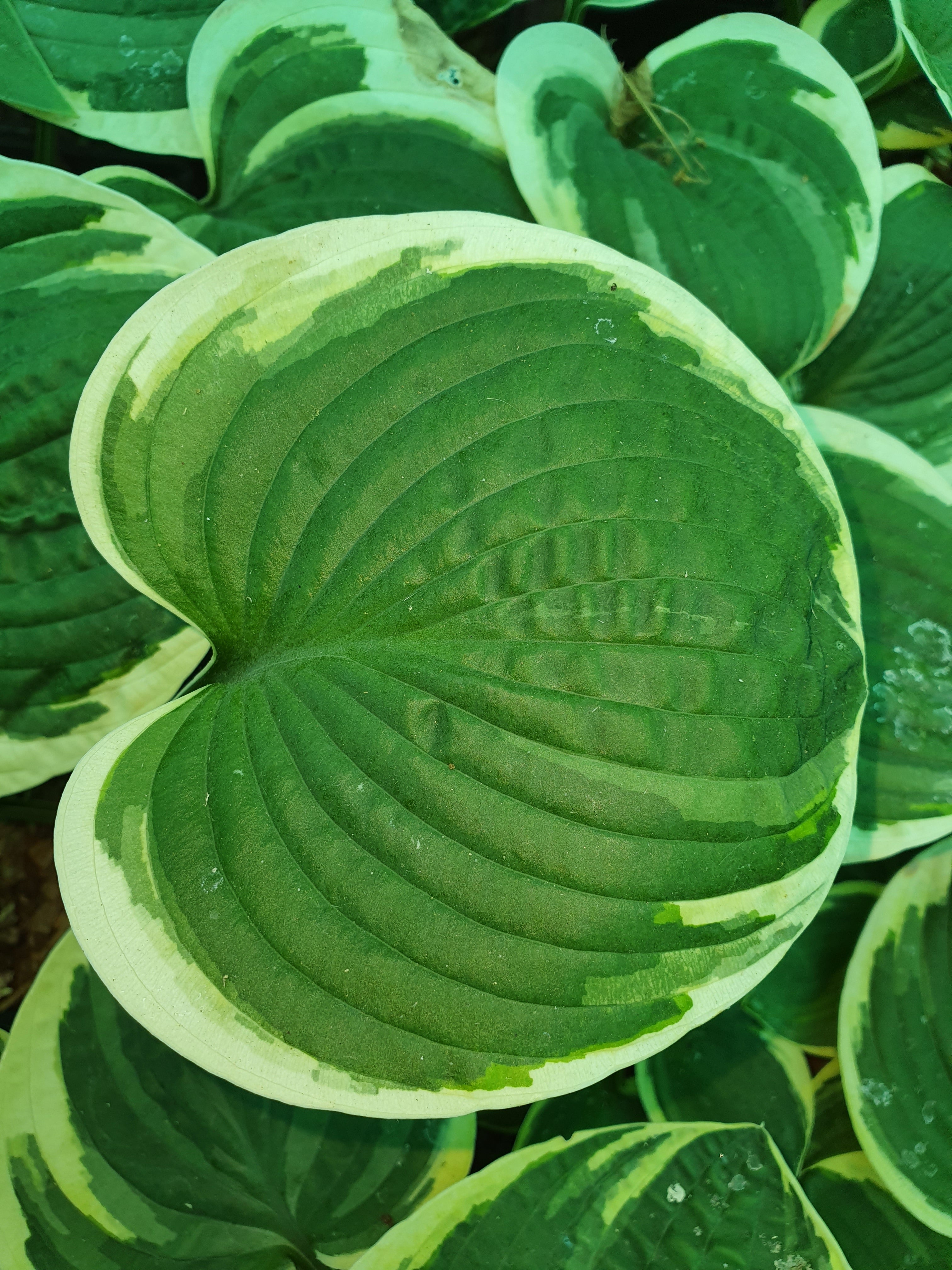 Hosta 'Lakeside Circle O' - New Forest Hostas & Hemerocallis