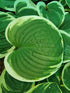 Hosta 'Lakeside Circle O' - New Forest Hostas & Hemerocallis