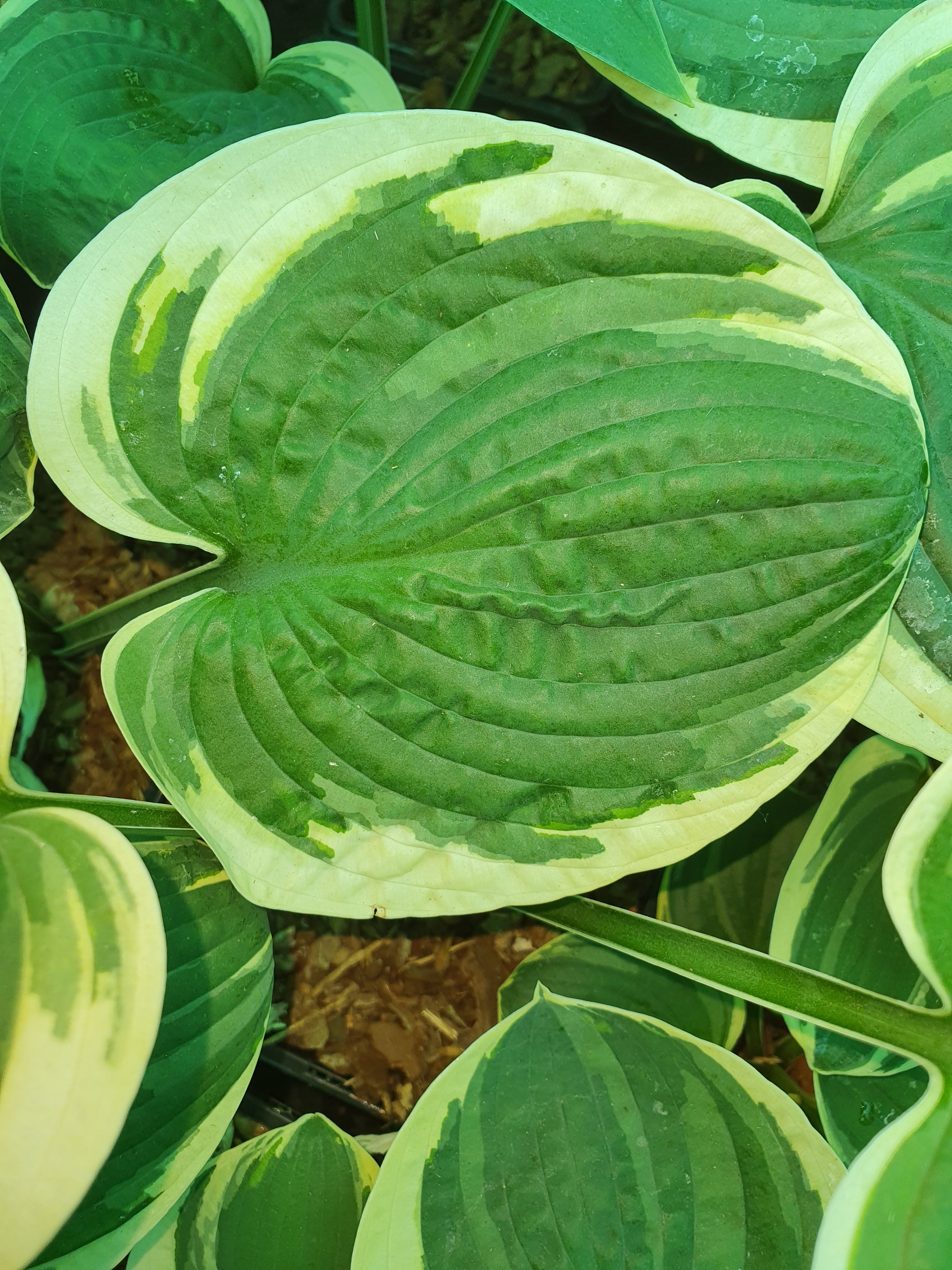 Hosta 'Lakeside Circle O' - New Forest Hostas & Hemerocallis