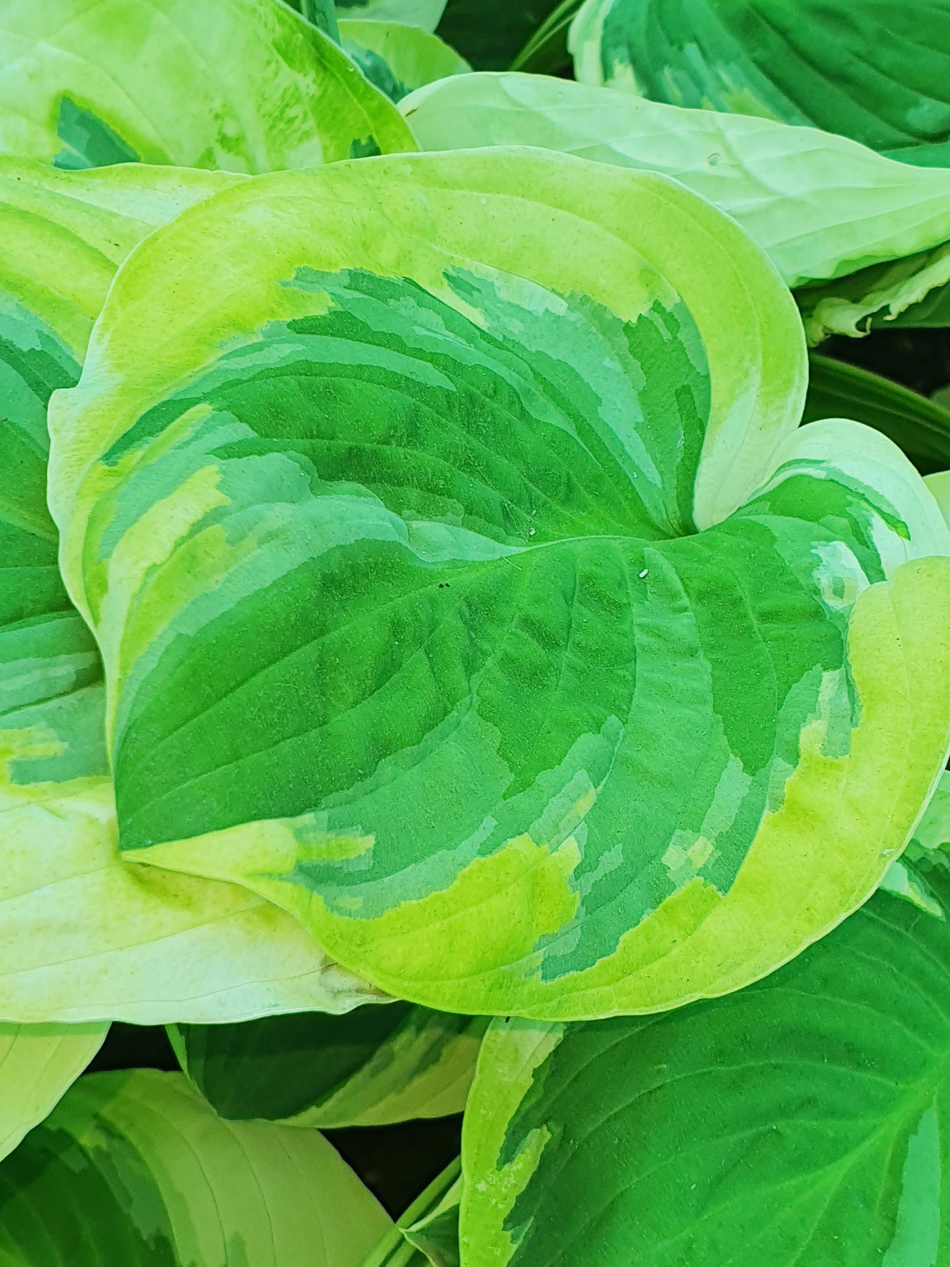 Hosta 'Carnival' - New Forest Hostas & Hemerocallis