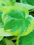 Hosta 'Carnival' - New Forest Hostas & Hemerocallis