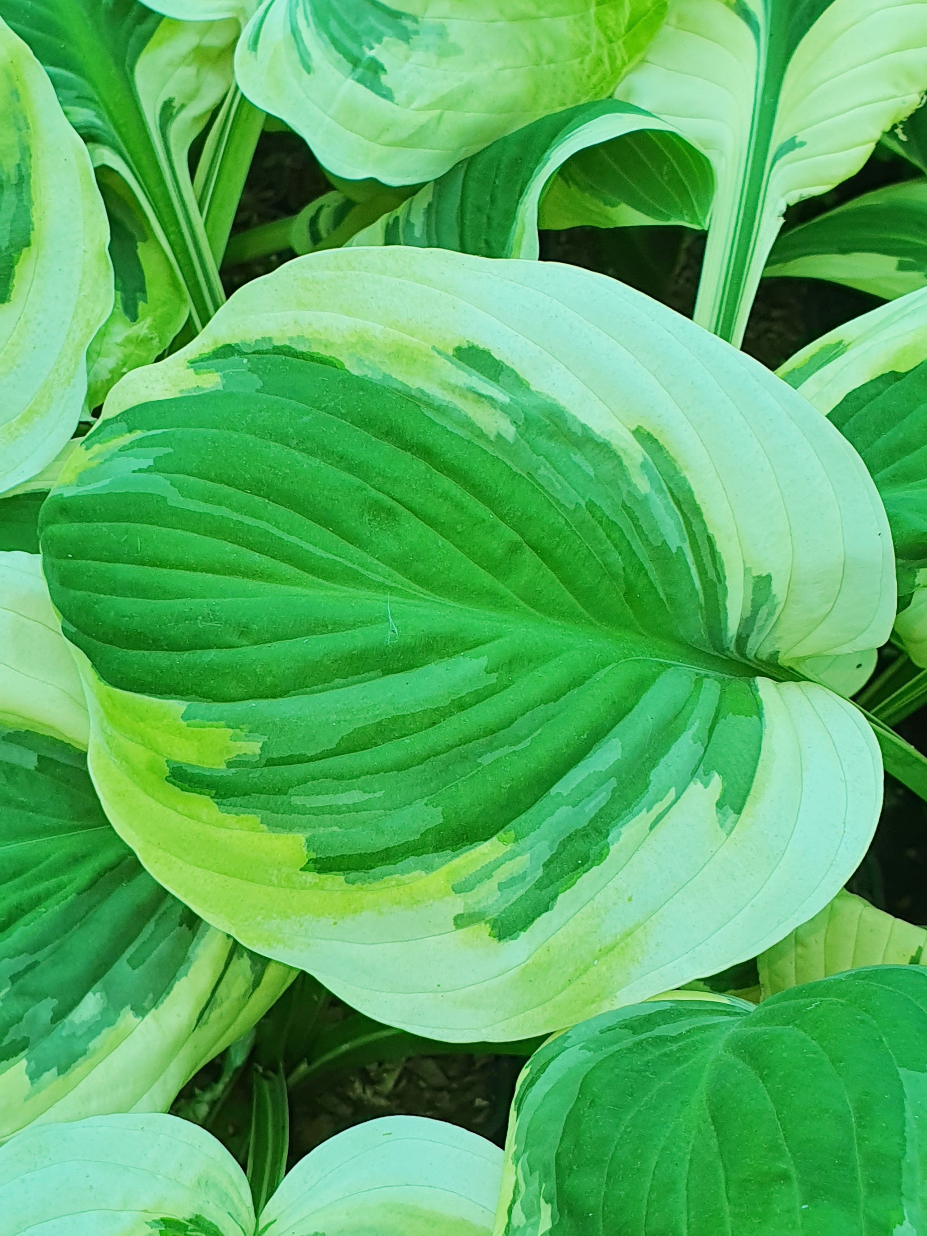 Hosta 'Carnival' - New Forest Hostas & Hemerocallis