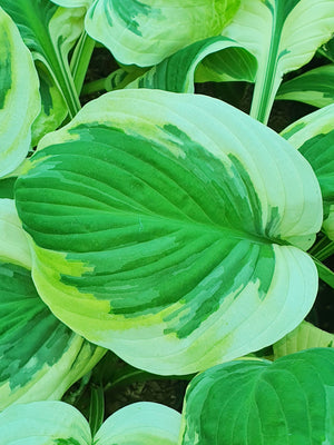 Hosta 'Carnival'- Larger Specimen - New Forest Hostas & Hemerocallis