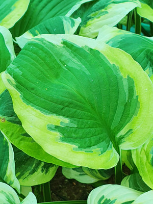 Hosta 'Carnival'- Larger Specimen - New Forest Hostas & Hemerocallis