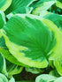Hosta 'Carnival' - New Forest Hostas & Hemerocallis
