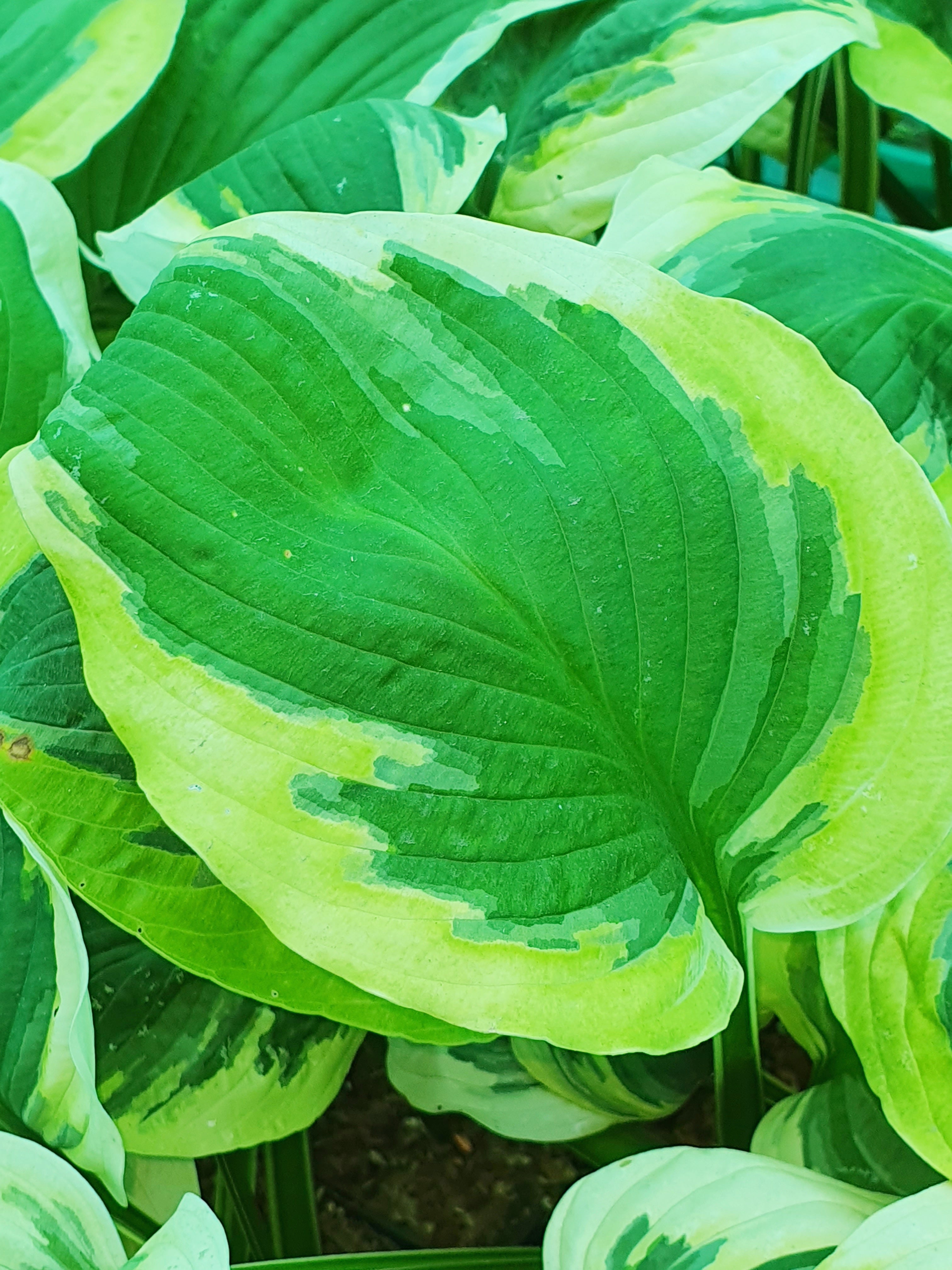 Hosta 'Carnival' - New Forest Hostas & Hemerocallis
