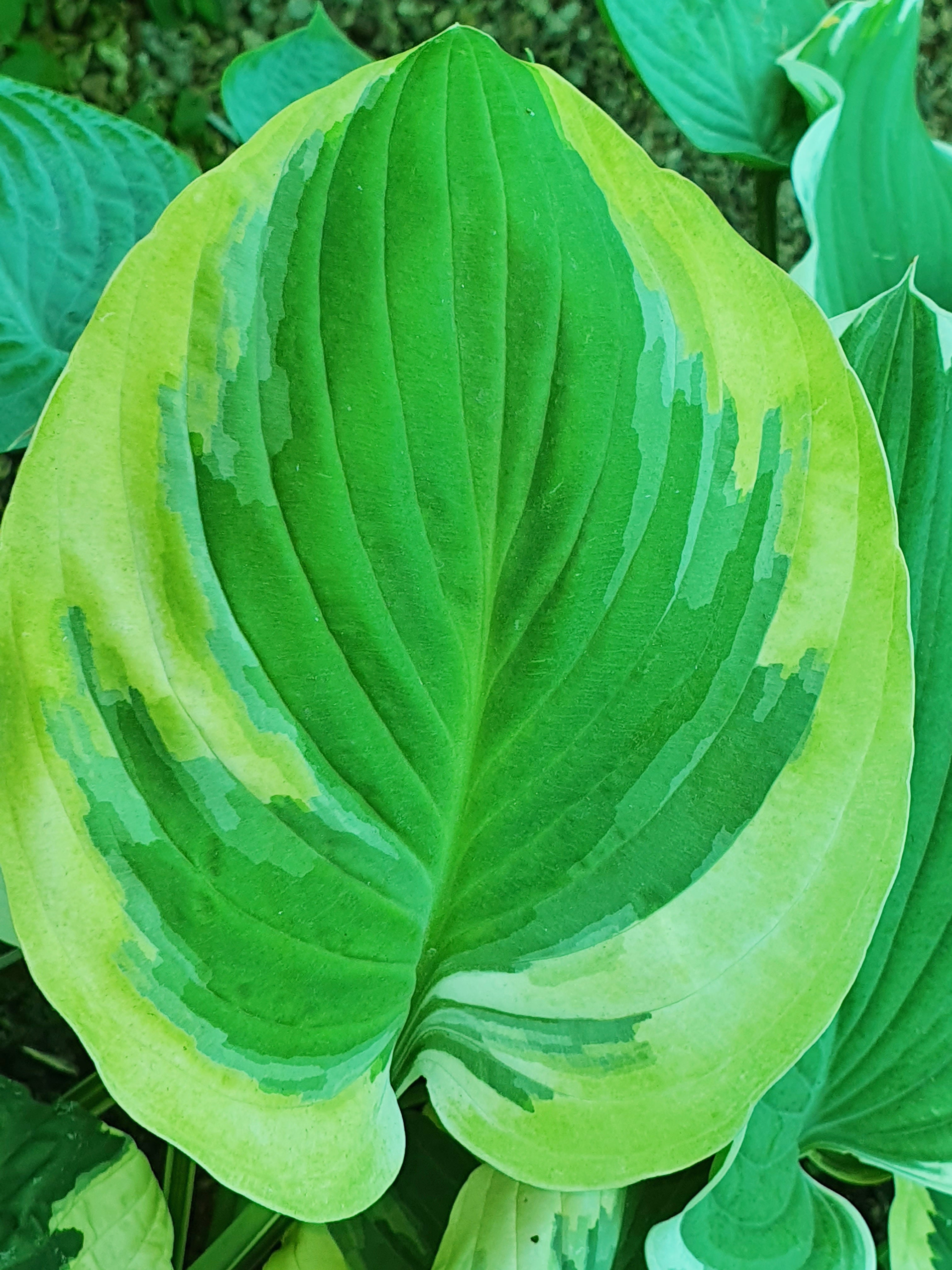 Hosta 'Carnival' - New Forest Hostas & Hemerocallis