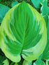 Hosta 'Carnival' - New Forest Hostas & Hemerocallis