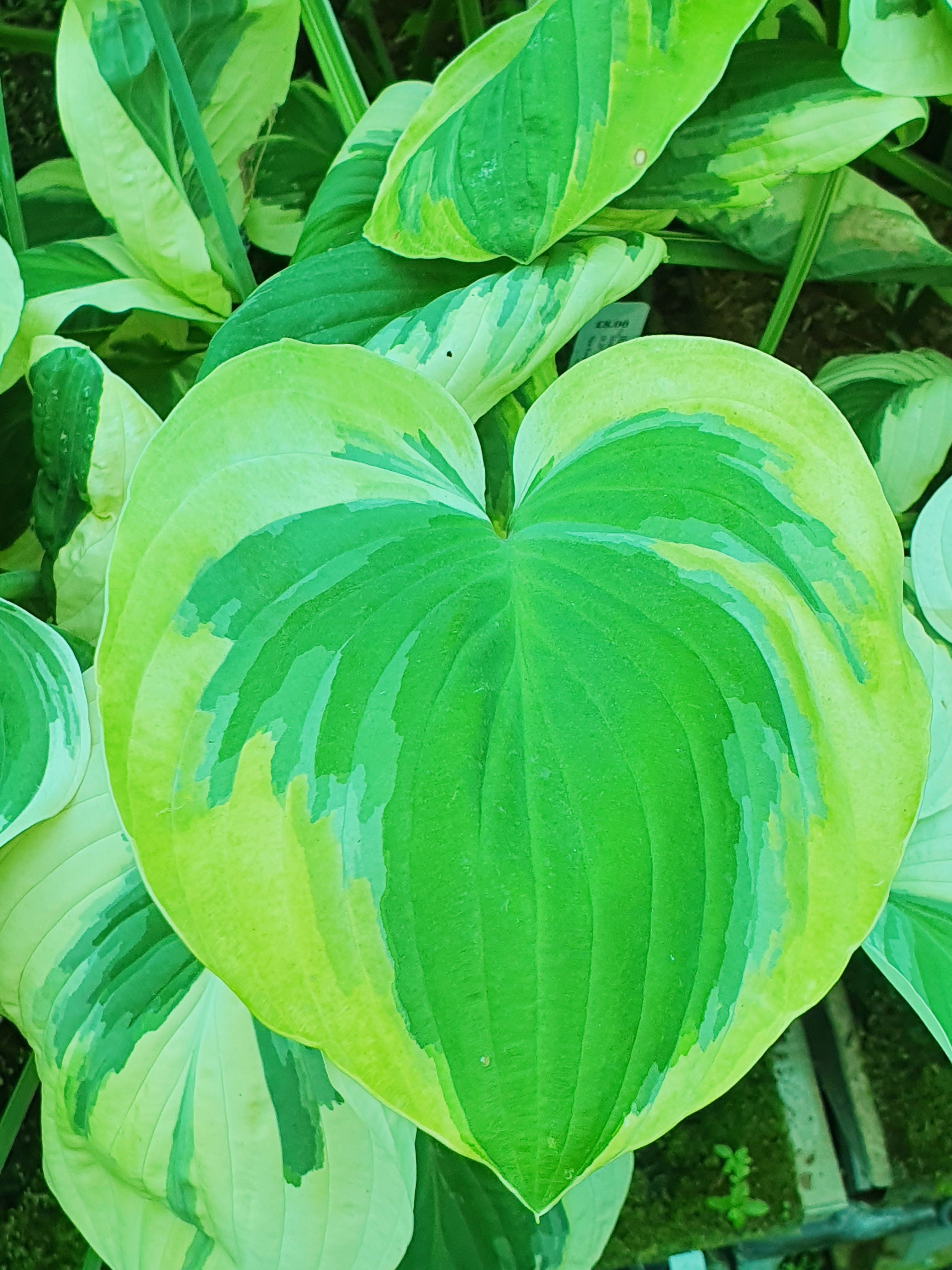 Hosta 'Carnival' - New Forest Hostas & Hemerocallis
