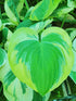 Hosta 'Carnival' - New Forest Hostas & Hemerocallis