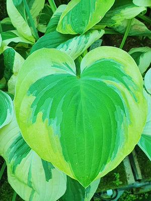 Hosta 'Carnival'- Larger Specimen - New Forest Hostas & Hemerocallis