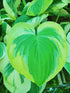 Hosta 'Carnival' - New Forest Hostas & Hemerocallis