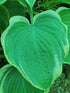 Hosta 'Arc de Triomphe' - New Forest Hostas & Hemerocallis