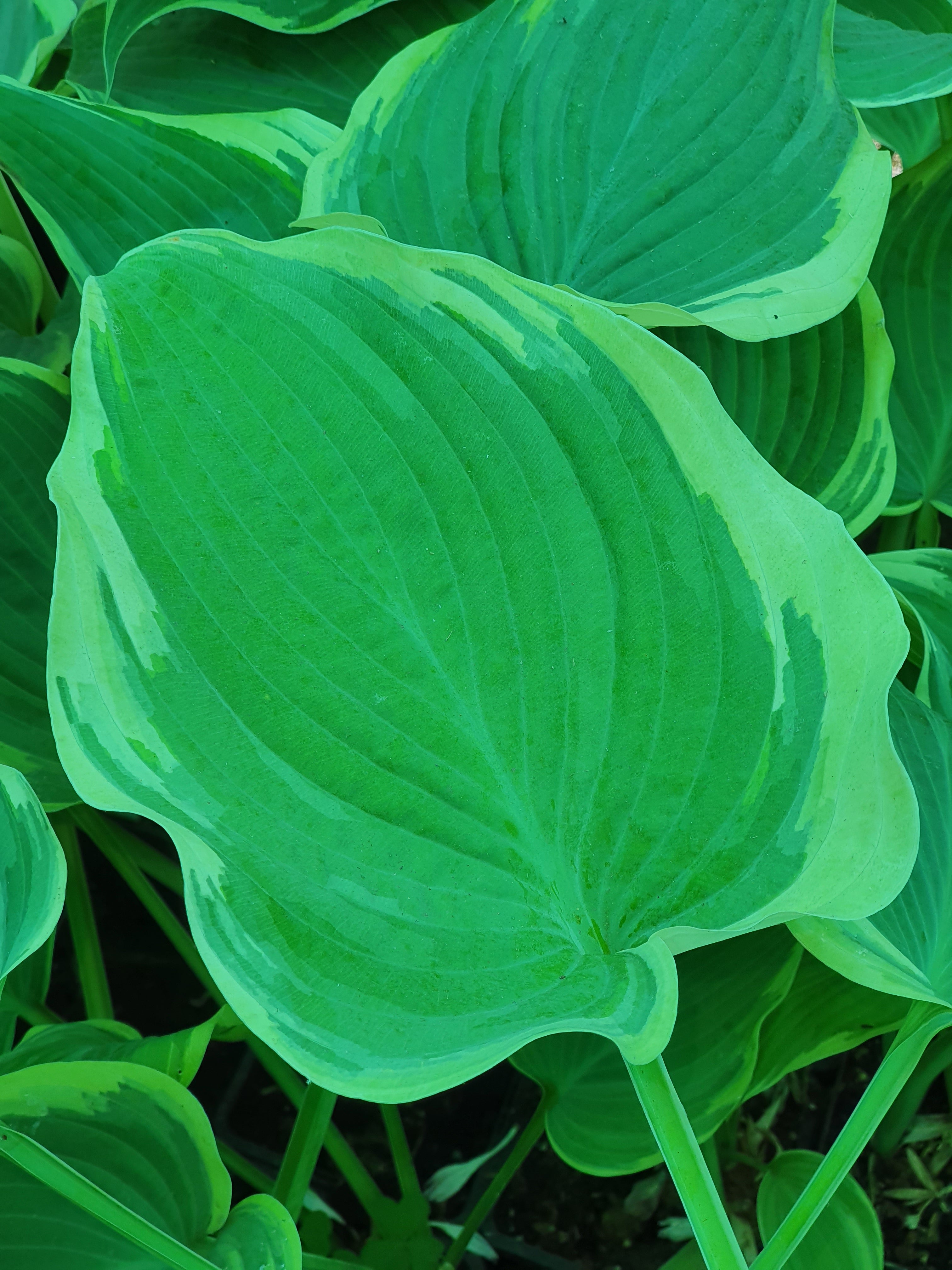 Hosta 'Arc de Triomphe' - New Forest Hostas & Hemerocallis