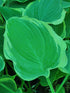 Hosta 'Arc de Triomphe' - New Forest Hostas & Hemerocallis