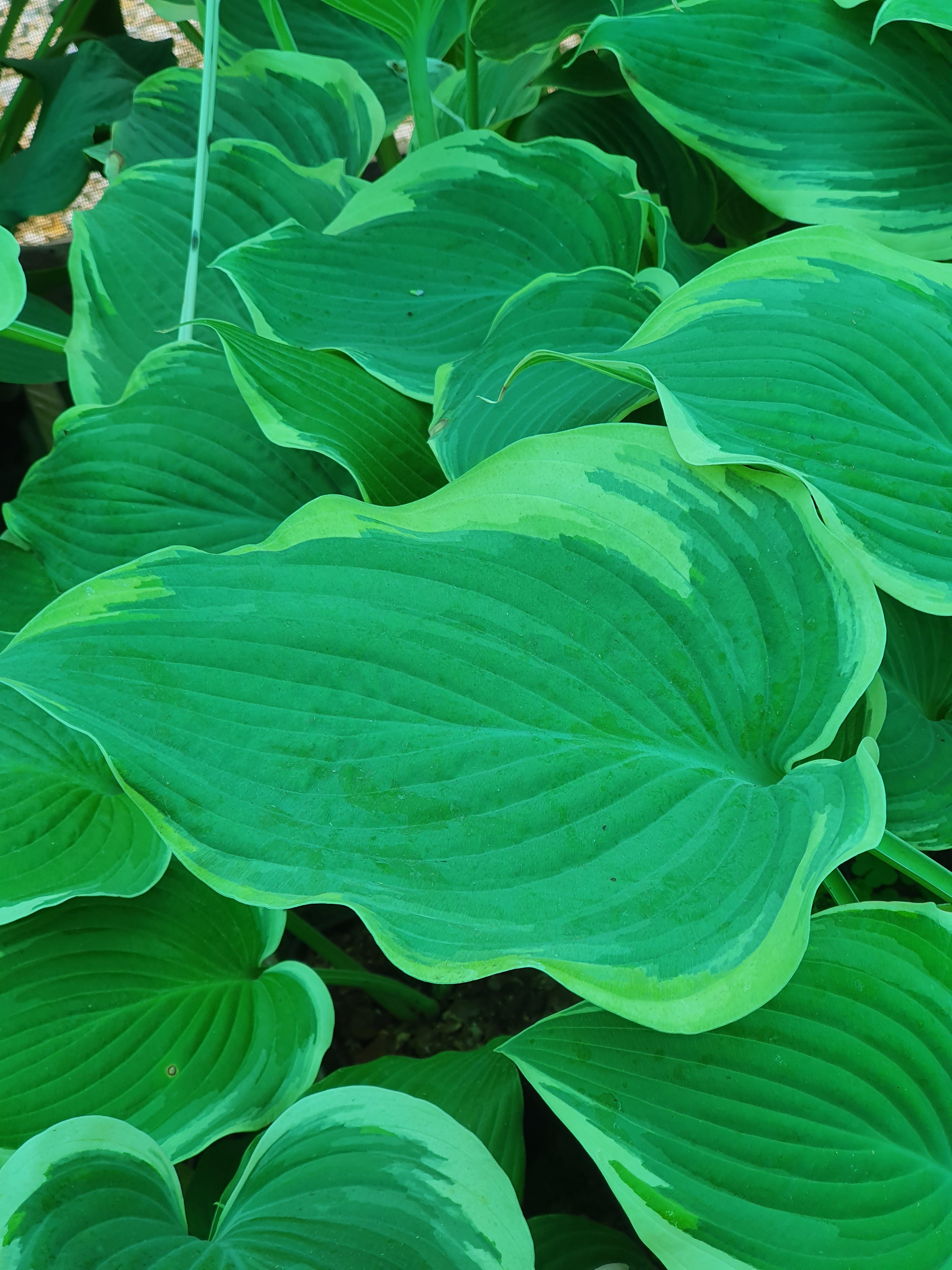 Hosta 'Arc de Triomphe' - New Forest Hostas & Hemerocallis