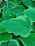 Hosta 'Arc de Triomphe' - New Forest Hostas & Hemerocallis