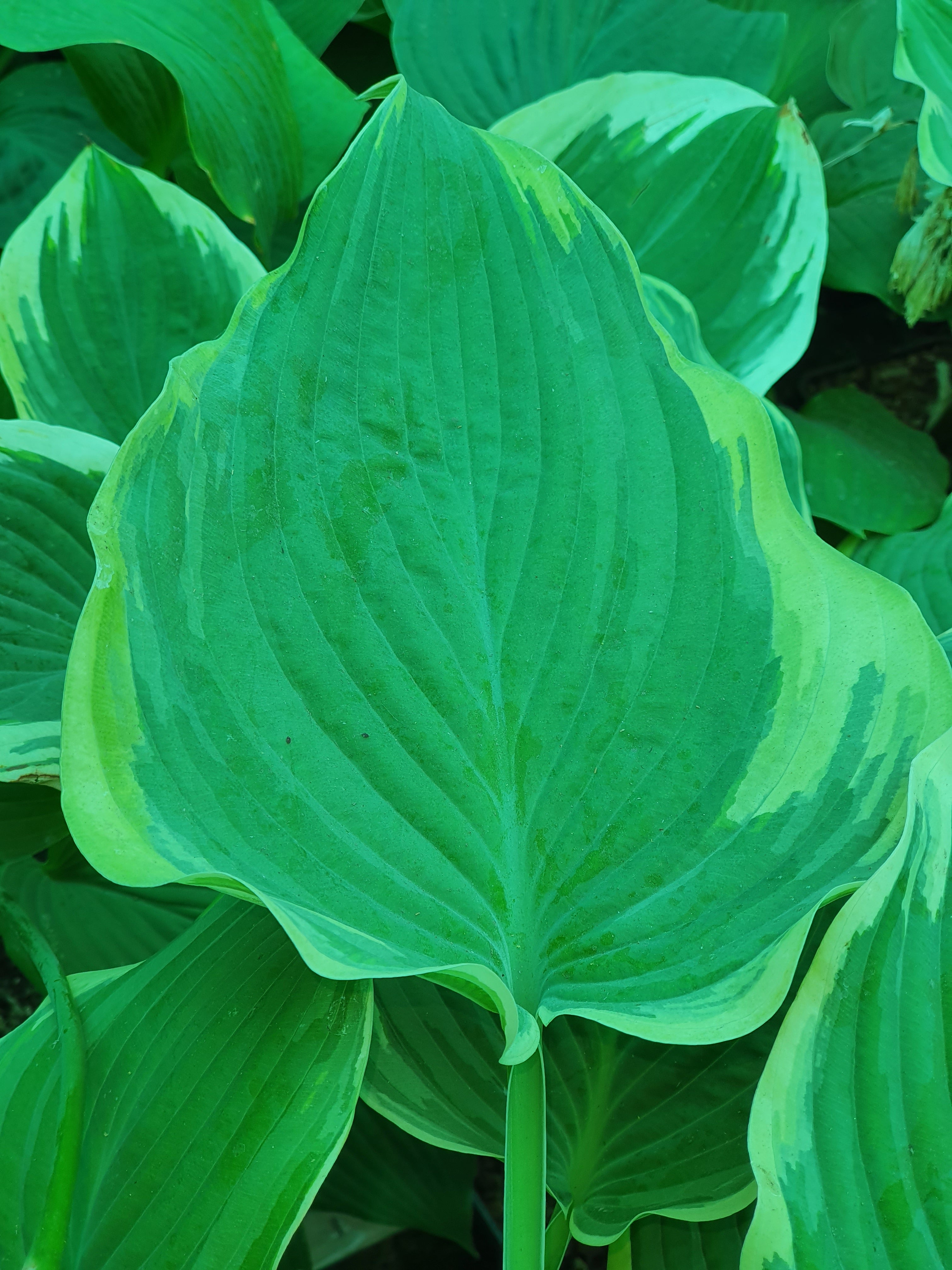 Hosta 'Arc de Triomphe' - New Forest Hostas & Hemerocallis