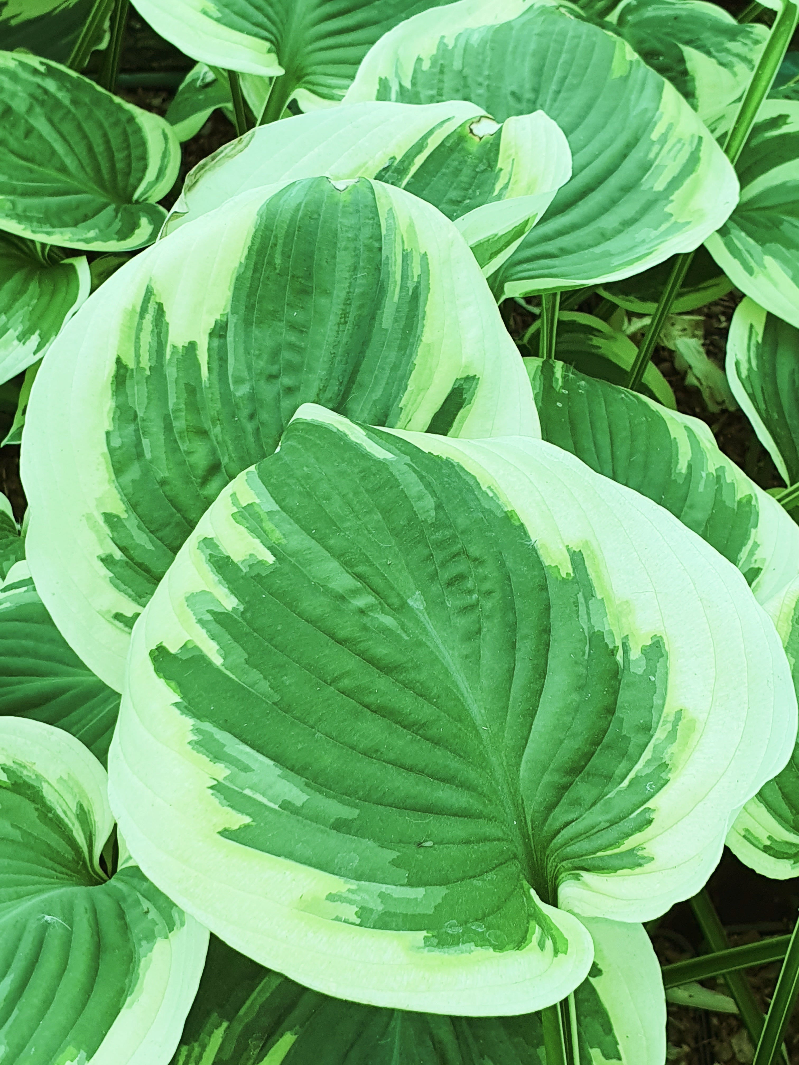Hosta 'Broad Street' - New Forest Hostas & Hemerocallis
