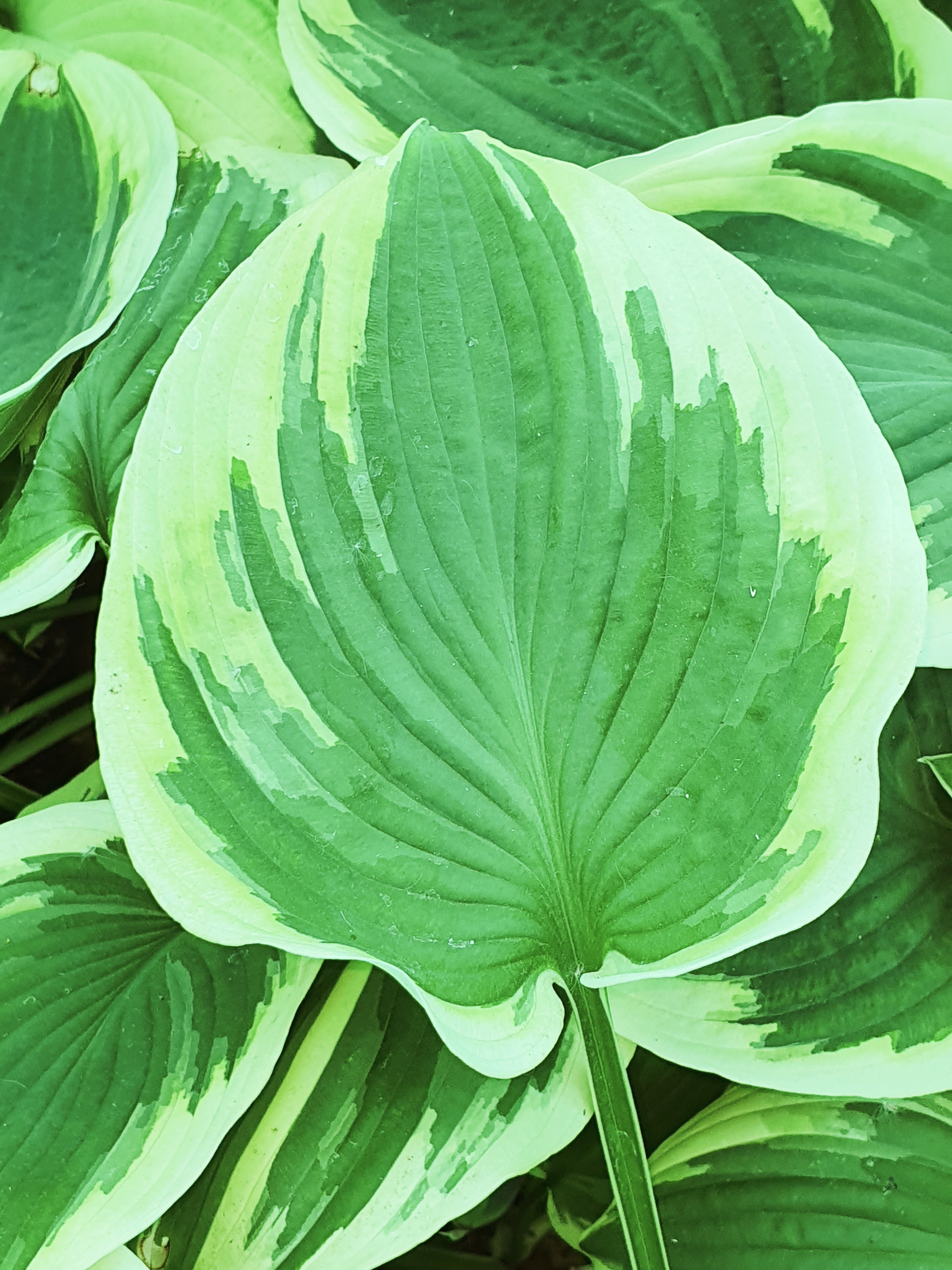 Hosta 'Broad Street' - New Forest Hostas & Hemerocallis