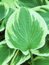 Hosta 'Broad Street' - New Forest Hostas & Hemerocallis