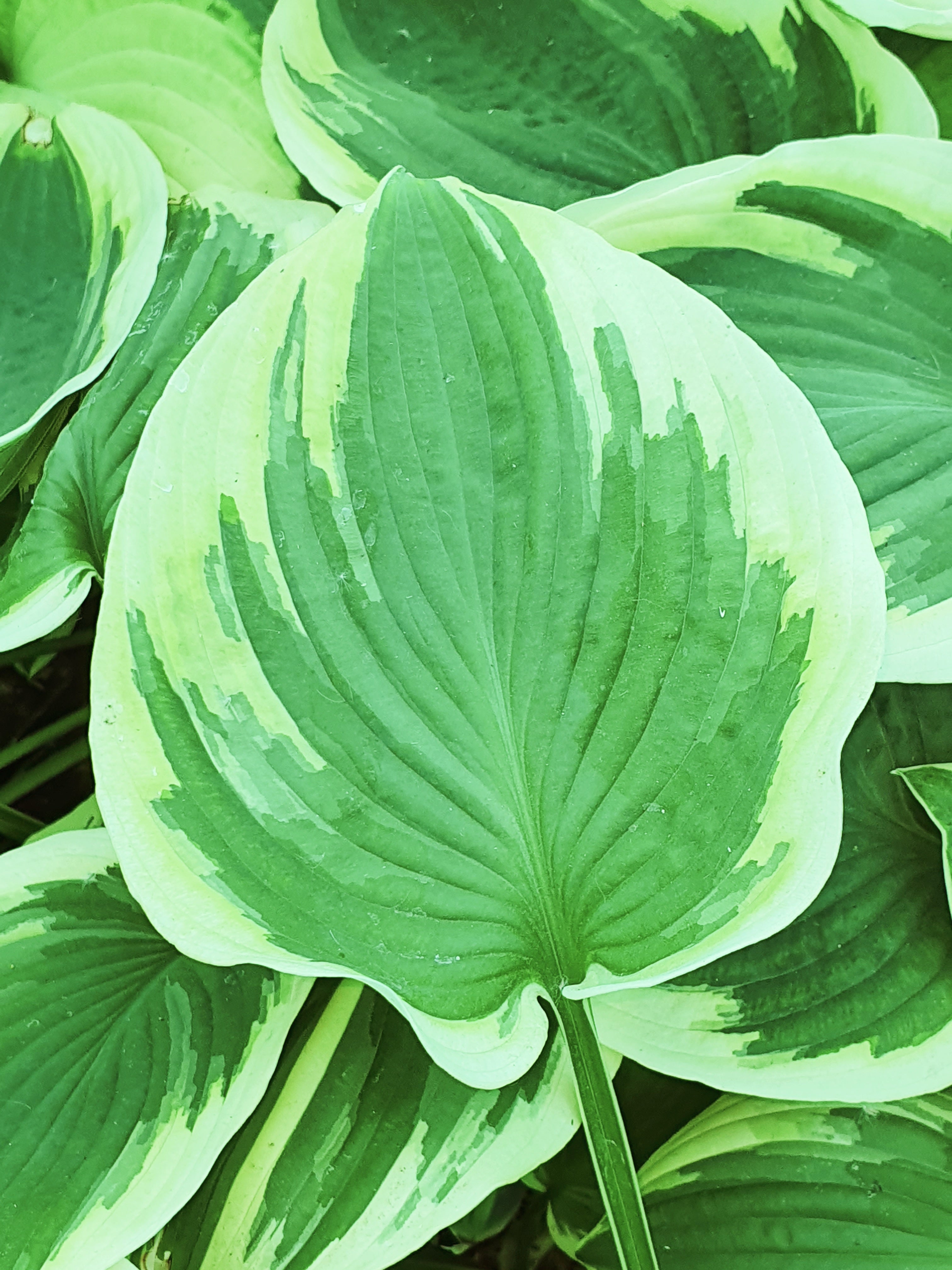 Hosta 'Broad Street' - New Forest Hostas & Hemerocallis