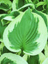 Hosta 'Broad Street' - New Forest Hostas & Hemerocallis