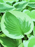 Hosta 'Broad Street' - New Forest Hostas & Hemerocallis