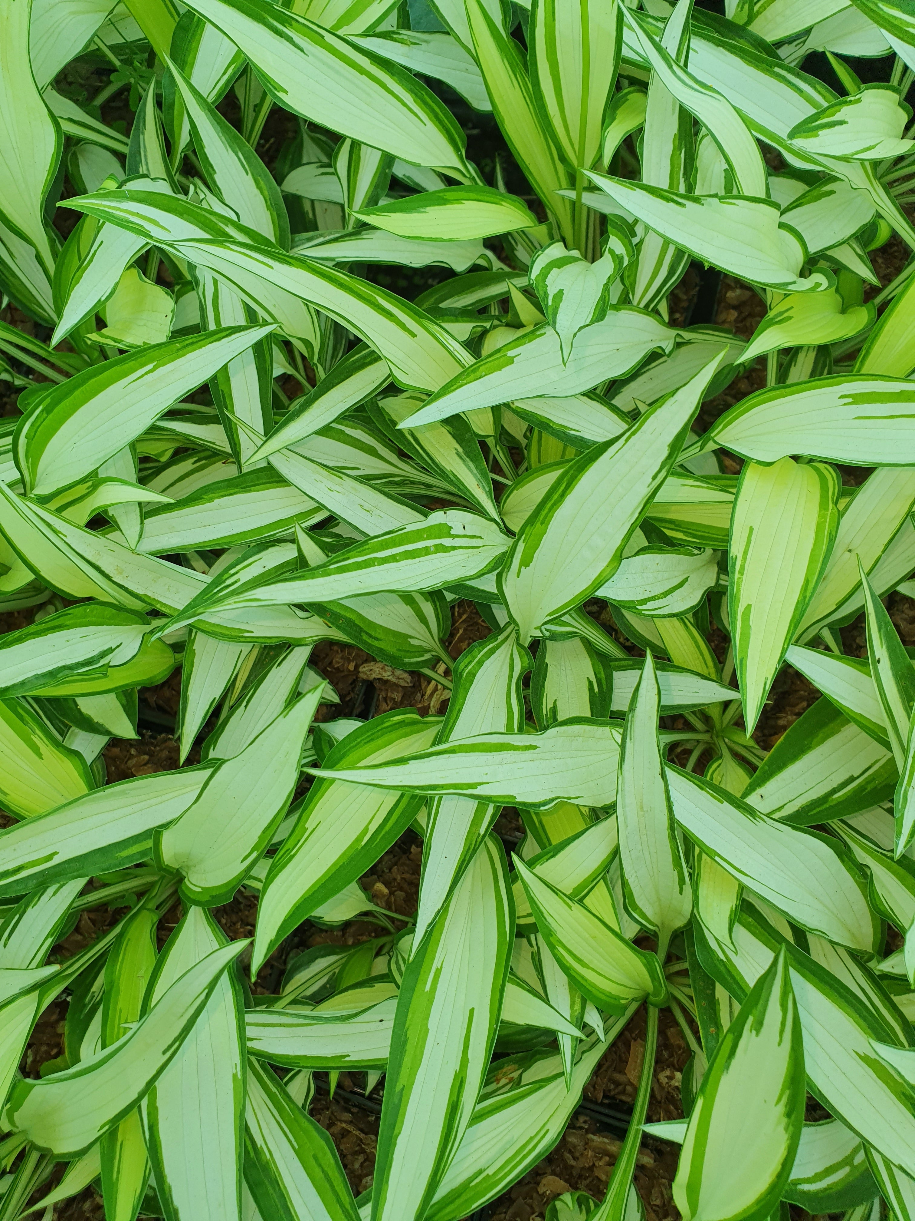 Hosta 'Cool as a Cucumber' - New Forest Hostas & Hemerocallis