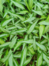 Hosta 'Cool as a Cucumber' - New Forest Hostas & Hemerocallis