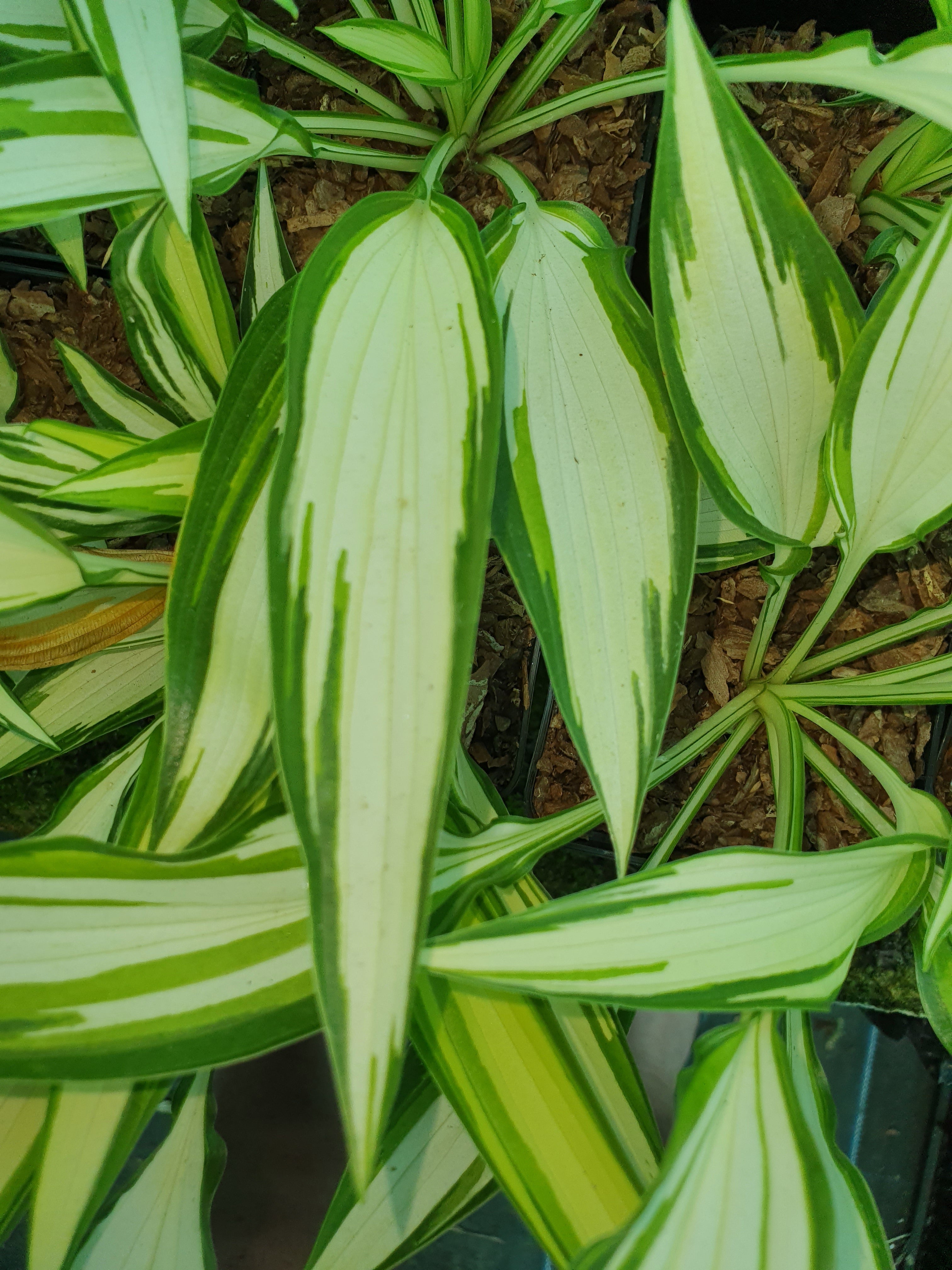 Hosta 'Cool as a Cucumber' - New Forest Hostas & Hemerocallis