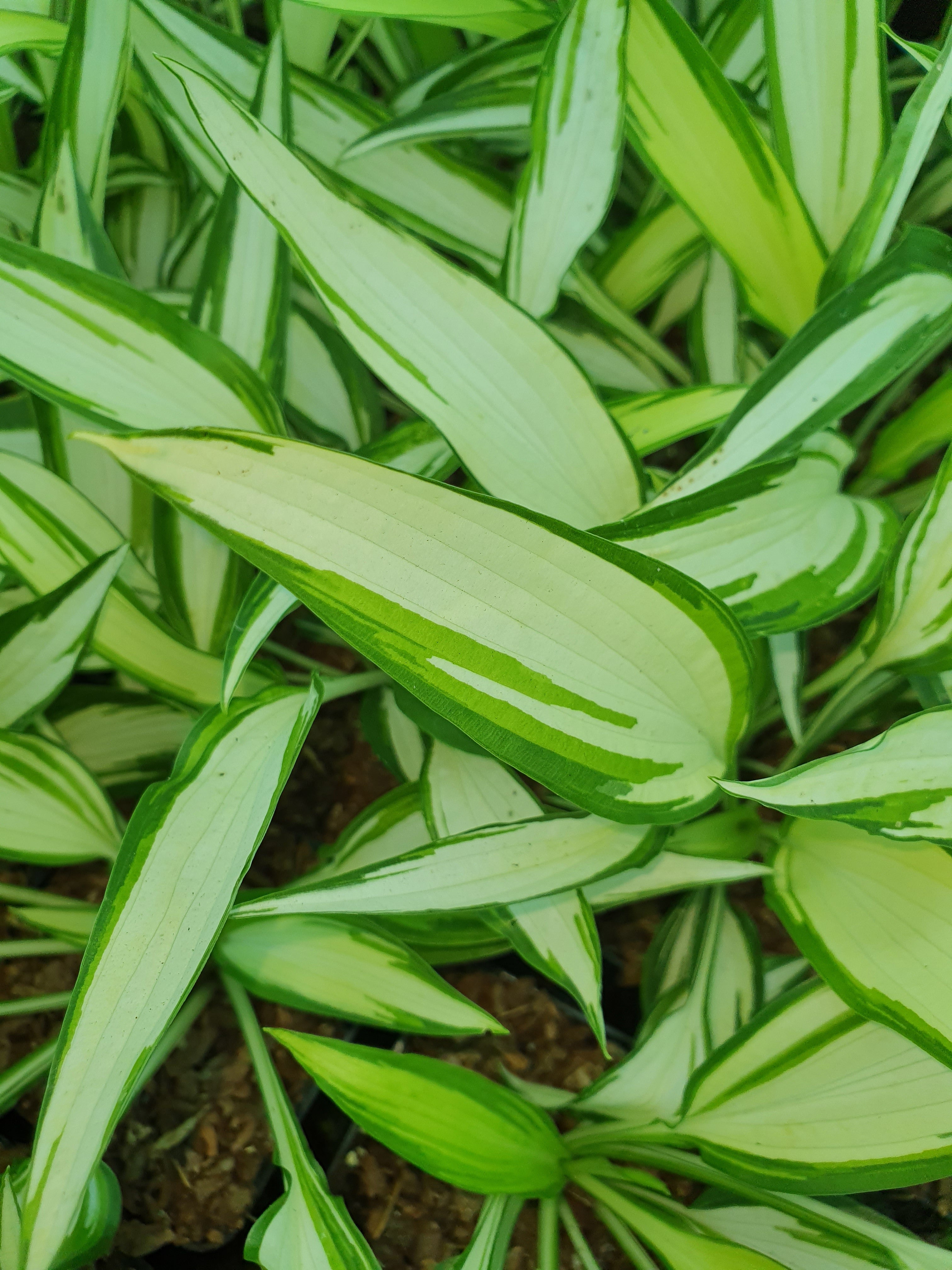 Hosta 'Cool as a Cucumber' - New Forest Hostas & Hemerocallis