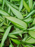 Hosta 'Cool as a Cucumber' - New Forest Hostas & Hemerocallis