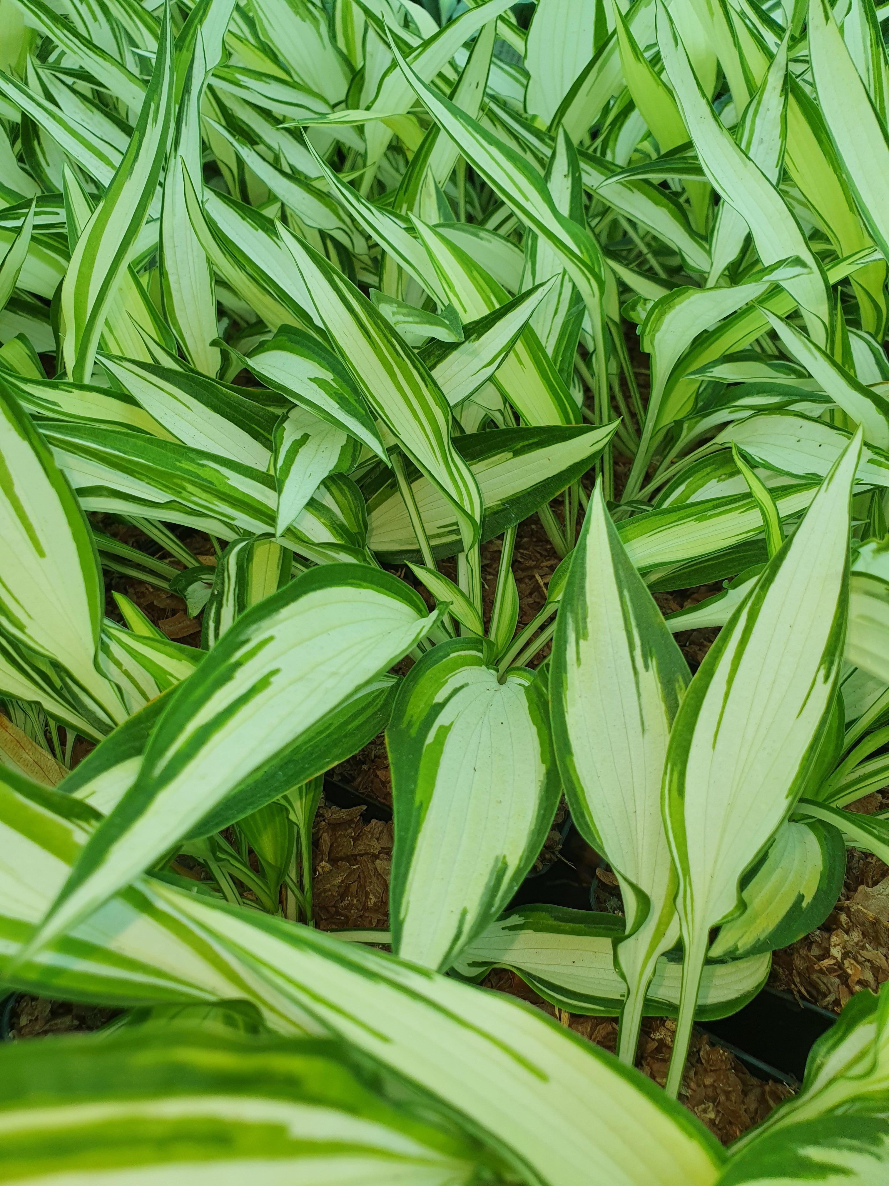 Hosta 'Cool as a Cucumber' - New Forest Hostas & Hemerocallis