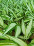 Hosta 'Cool as a Cucumber' - New Forest Hostas & Hemerocallis